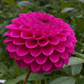 Dahlia 'Cryfield Harmony'