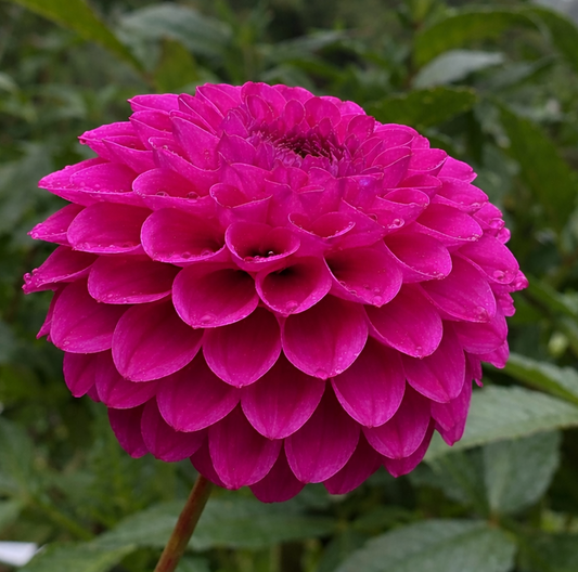 Dahlia 'Cryfield Harmony' - Spring Shipped