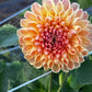 Dahlia 'Ferncliff Copper'