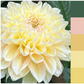Dahlia 'Honey Dew'