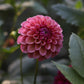 Dahlia 'RM Berry Kiss'