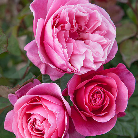 Dee-Lish® Rose Bush