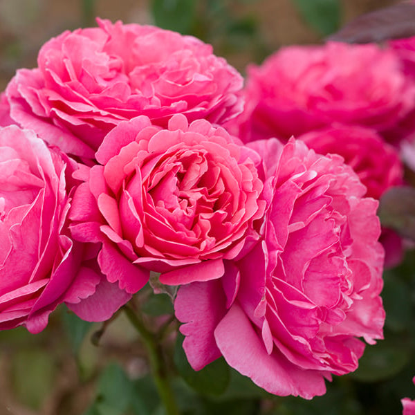 Dee-Lish® Rose Bush