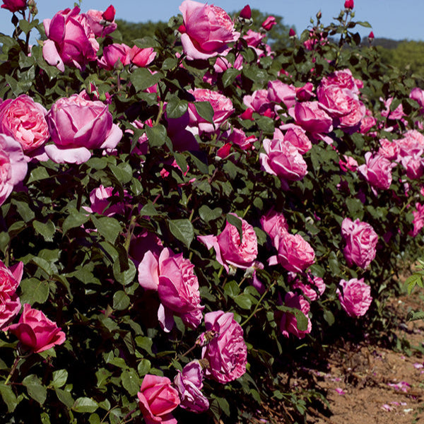 Dee-Lish® Rose Bush