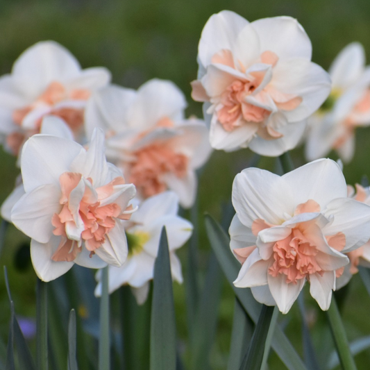 Delnashaugh Daffodil 10 Pack