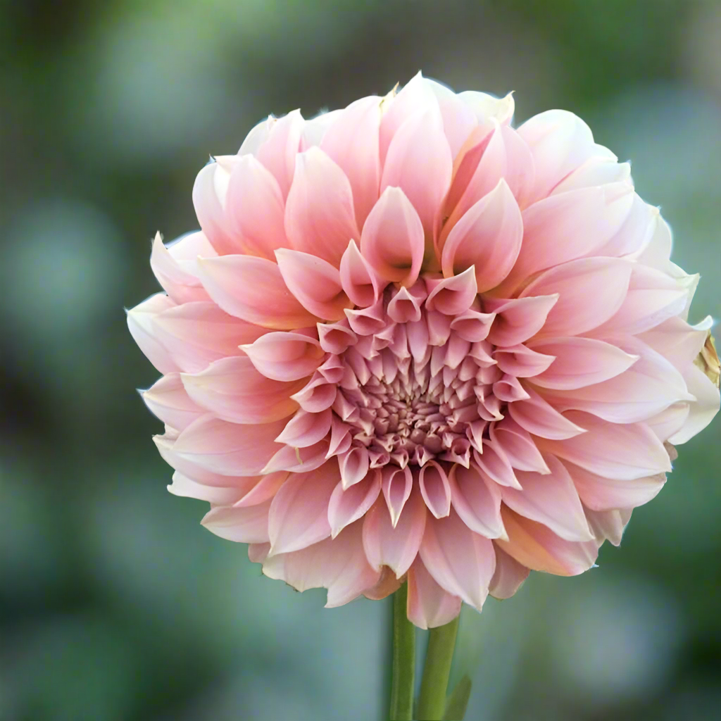 Dahlia 'Peaches-N-Cream' - Formal Decorative (1 tuber)