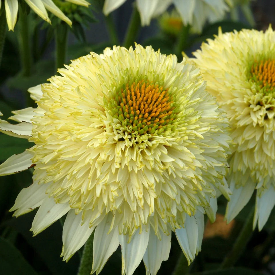 Echinacea Puff Vanilla - 2 Pack