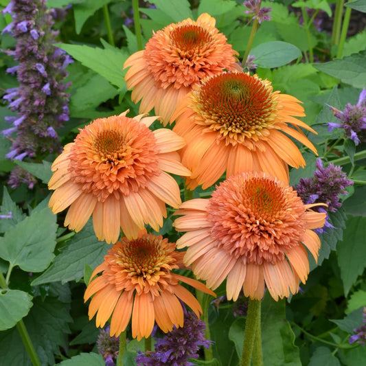 Echinacea Supreme Cantaloupe - 2 Pack