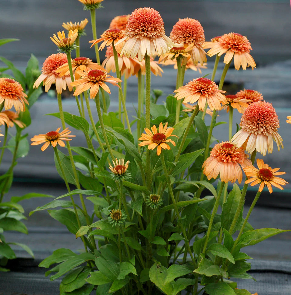 Echinacea Supreme Cantaloupe - 2 Pack