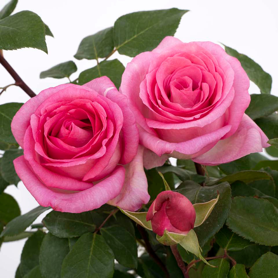 Eleganza® Beverly™ Rose Bush