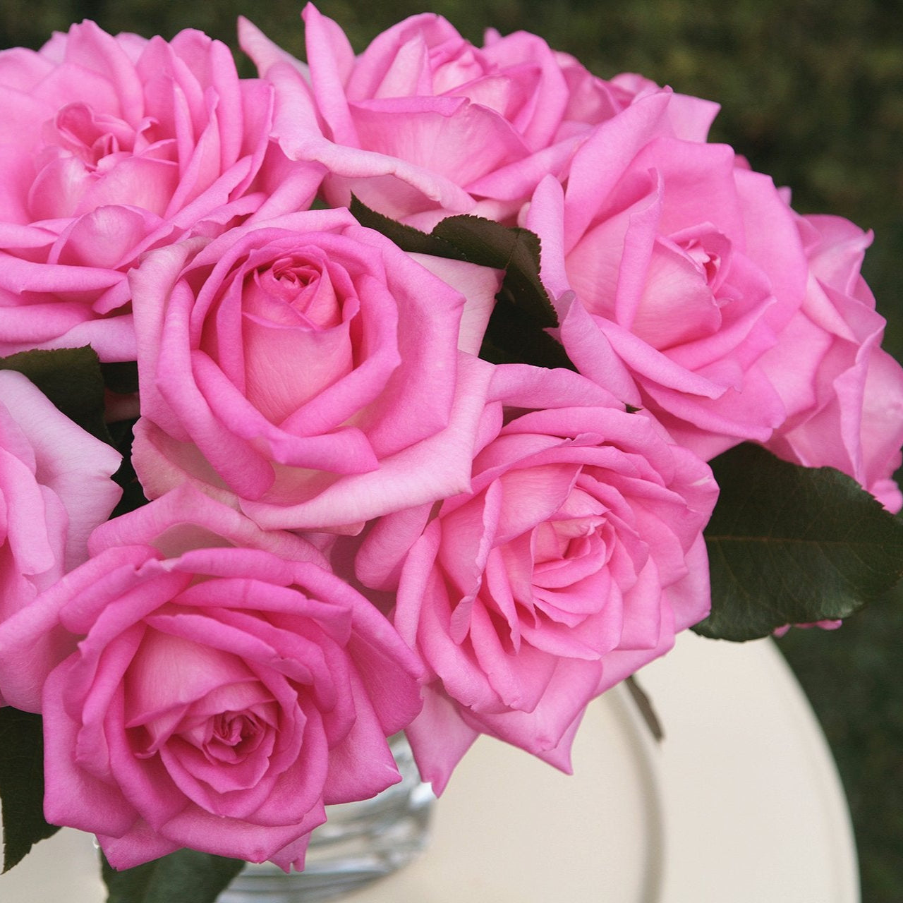 Eleganza® Beverly™ Rose Bush