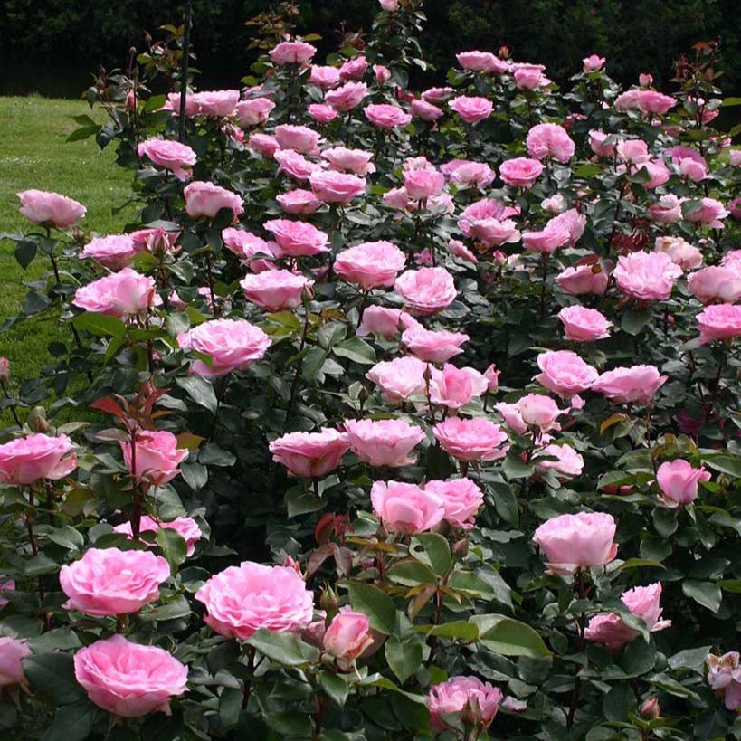 Eleganza® Beverly™ Rose Bush