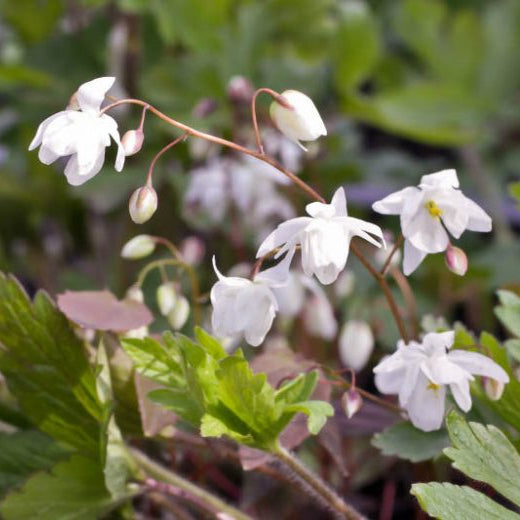 Week 14 | Epimedium × youngianum 'Niveum'