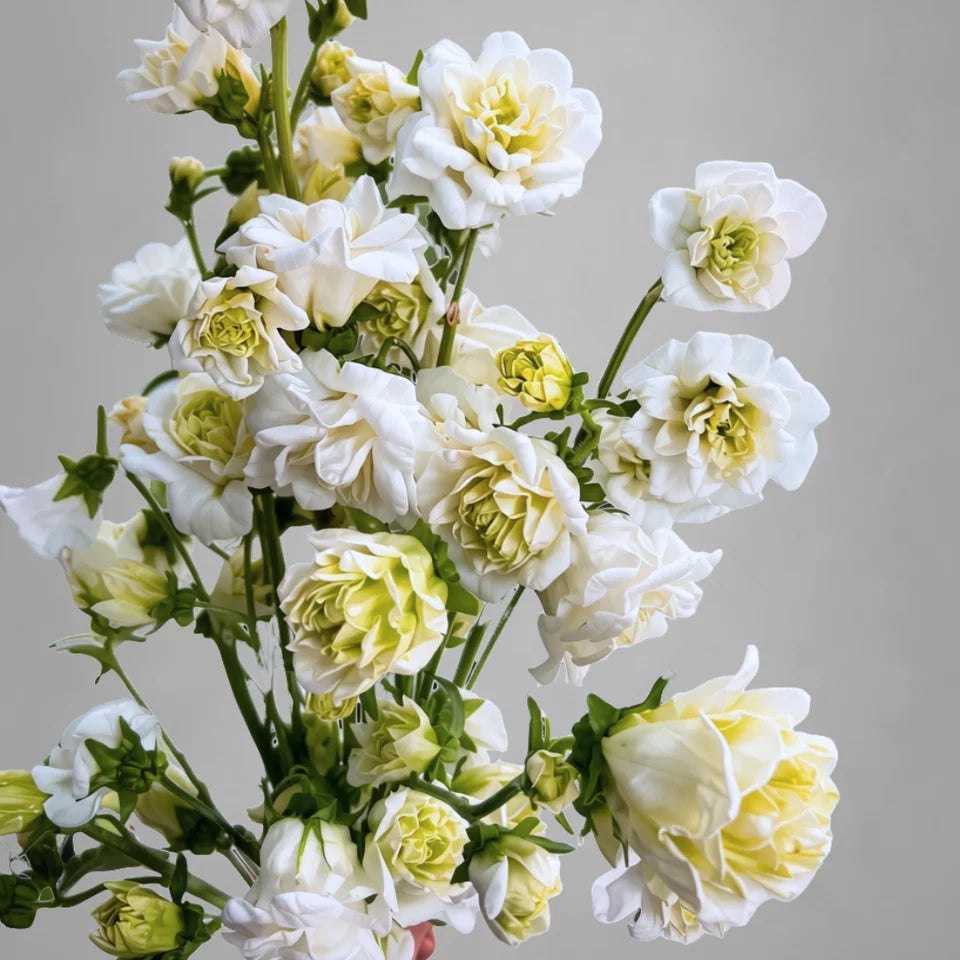 Campanula 'Evergreen' Kilimanjaro |  4 Pack | Ships  Week of Sept 21