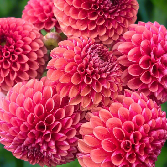 Dahlia 'Copper Boy'