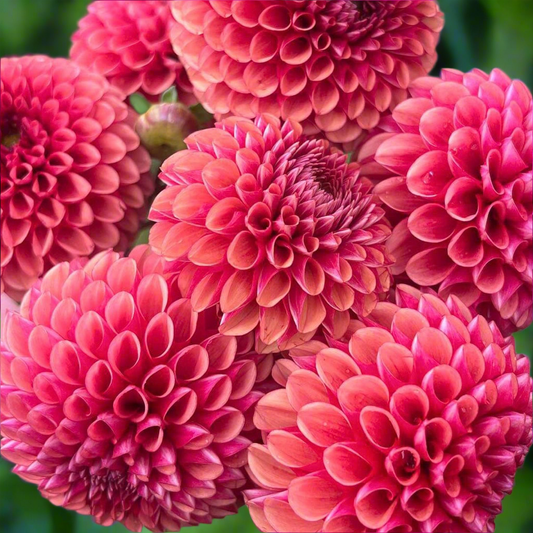 Dahlia 'Copper Boy' - Ball (1 tuber)