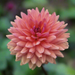 Dahlia 'Dutch Pearl'