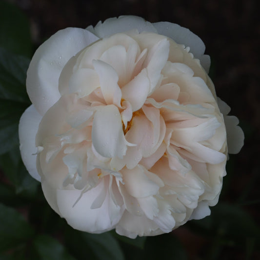 Pastelegance Peony - Hybrid 3-5 eyes