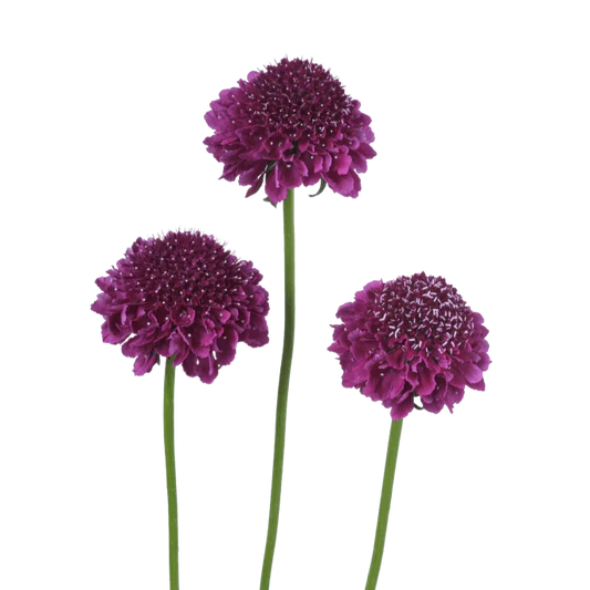 Scabiosa Focal Scoop Dark Purple - 4 Pack