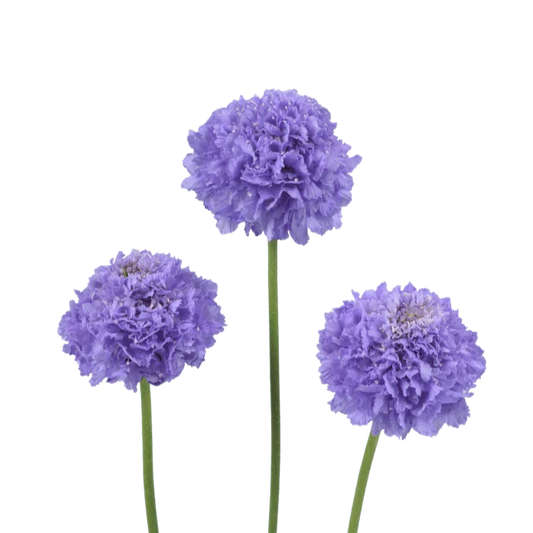 Scabiosa Focal Scoop Lavender - 4 Pack