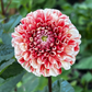 Dahlia 'Luan'