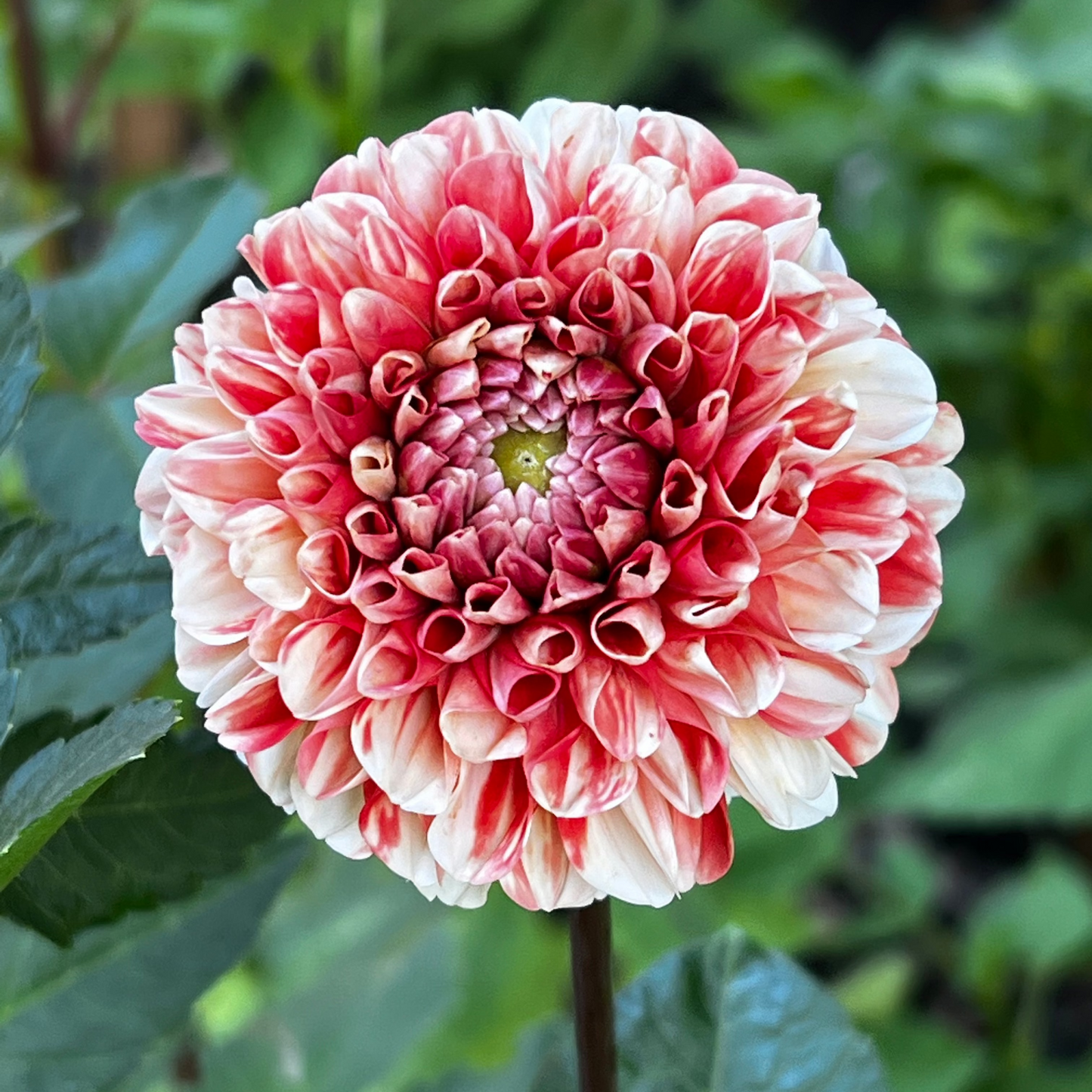 Dahlia 'Luan' LIMITED -  Formal Decorative (1 tuber)