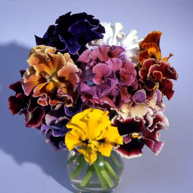 Italian Pansy 'Flamenco'  Mix | 6 Pack | Ships Week of Sept 28