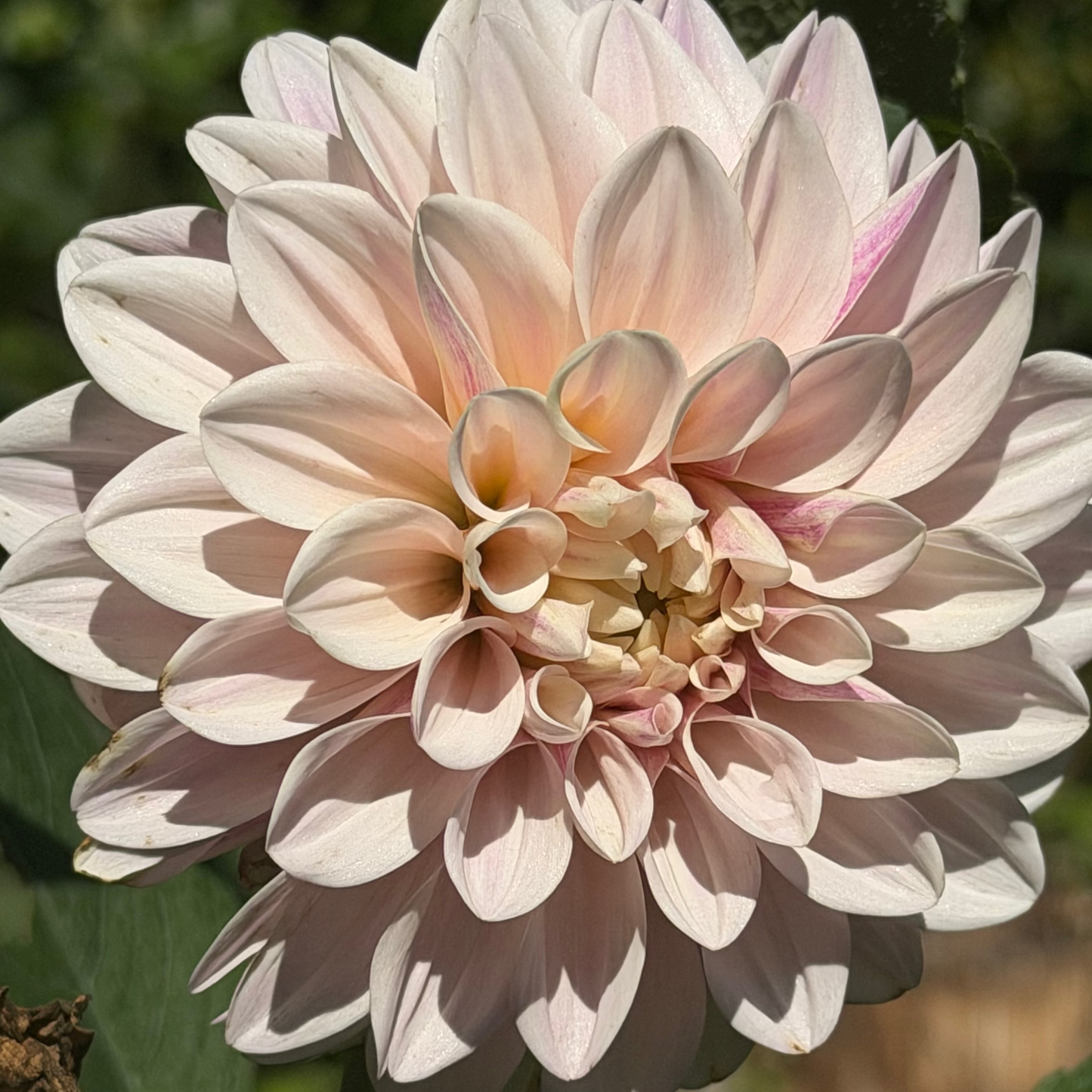 'Florelie Antique’ Dahlia Rooted Cutting