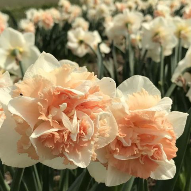 Flower Surprise Daffodil 10 Pack