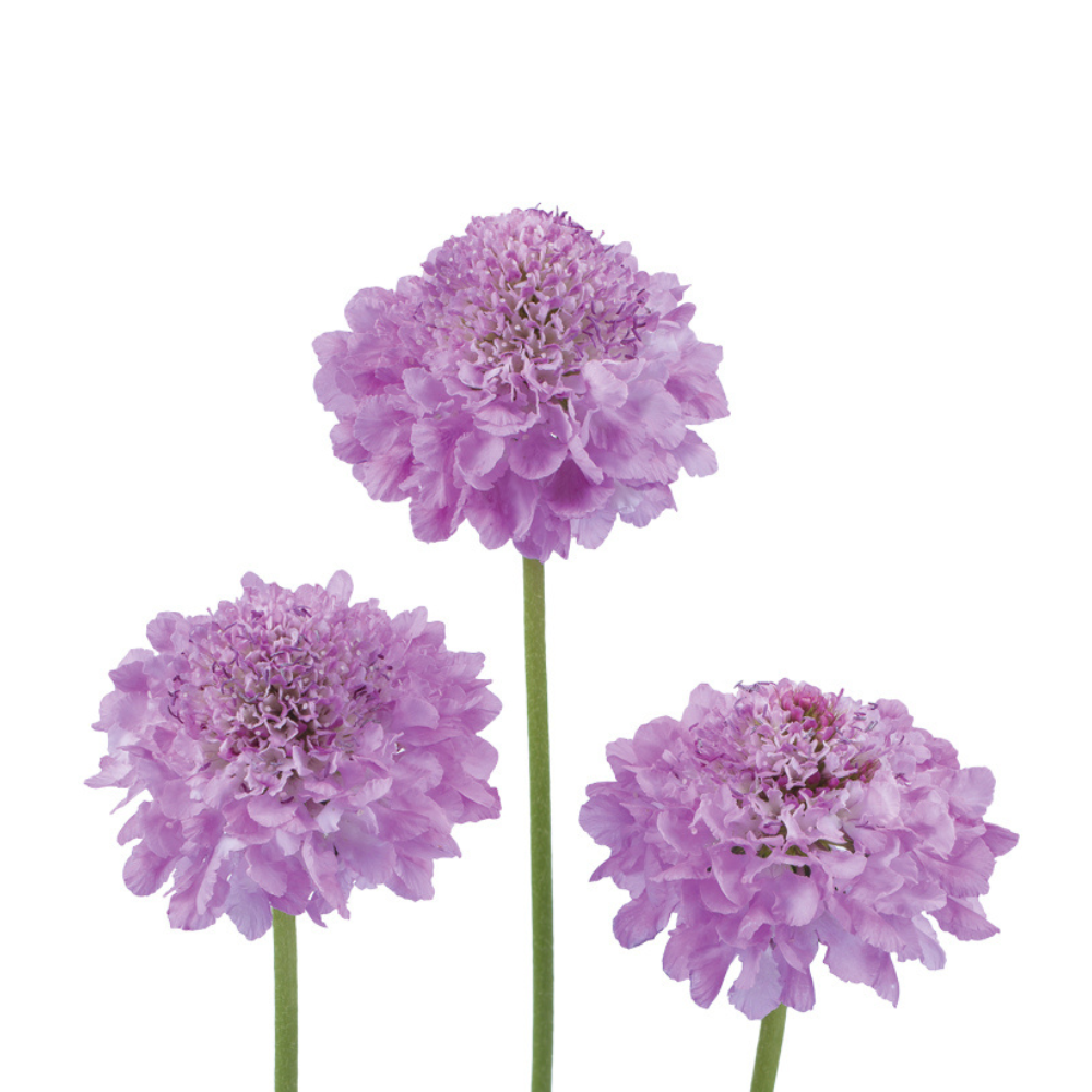Scabiosa Focal Scoop Series Lilac