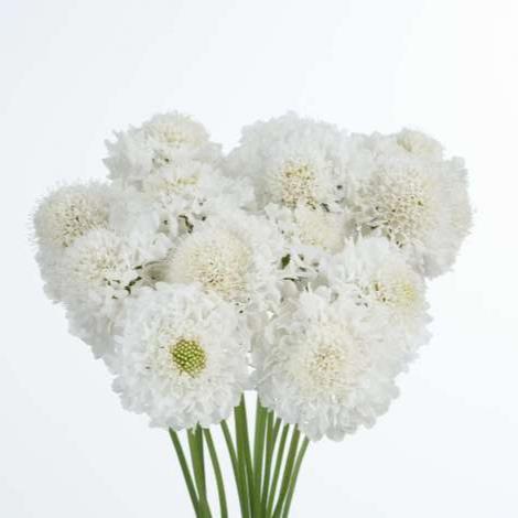 Scabiosa Focal Scoop White - 4 Pack