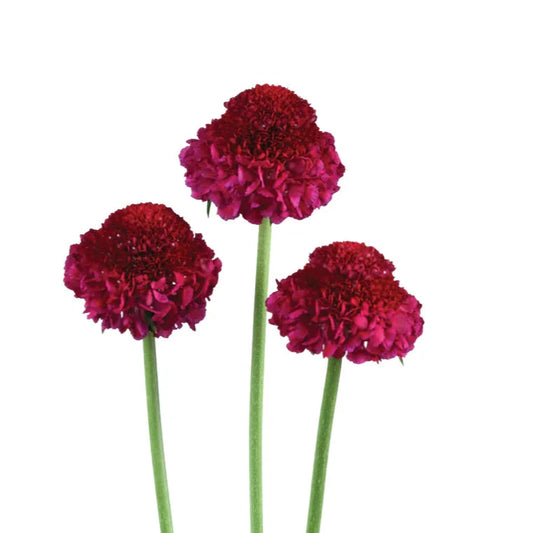 Scabiosa Focal Scoop BerryBliss - 4 Pack