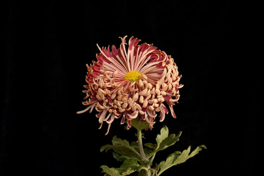 Heirloom Chrysanthemum Fort Vancouver Week of April 15
