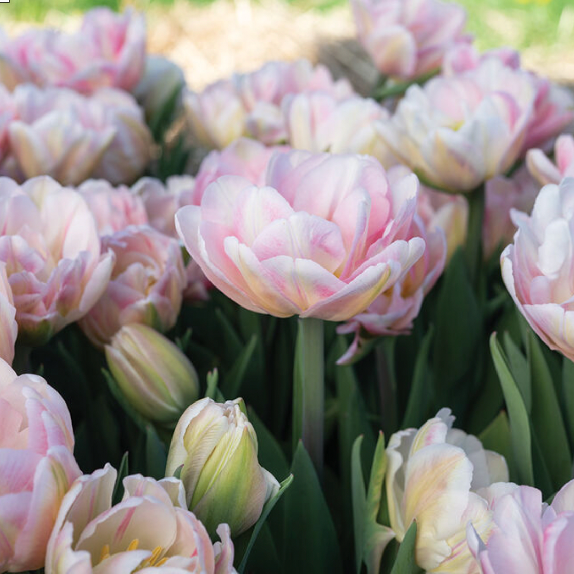 Tulip Foxtrot 10 Pack