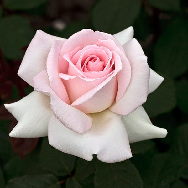 Francis Meilland® Rose Bush