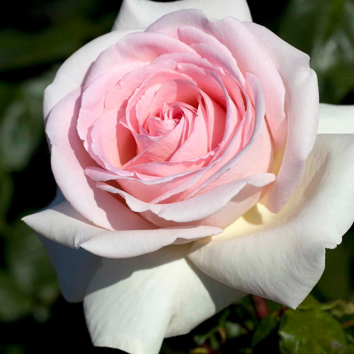 Francis Meilland® Rose Bush