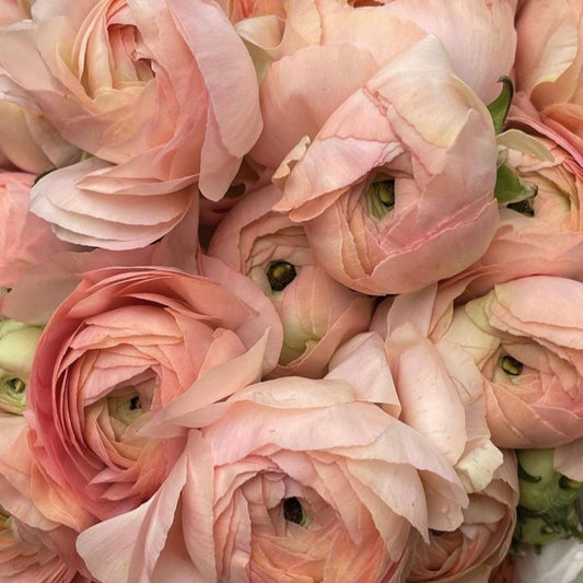 Ranunculus Success Grand Pastel 10 Pack