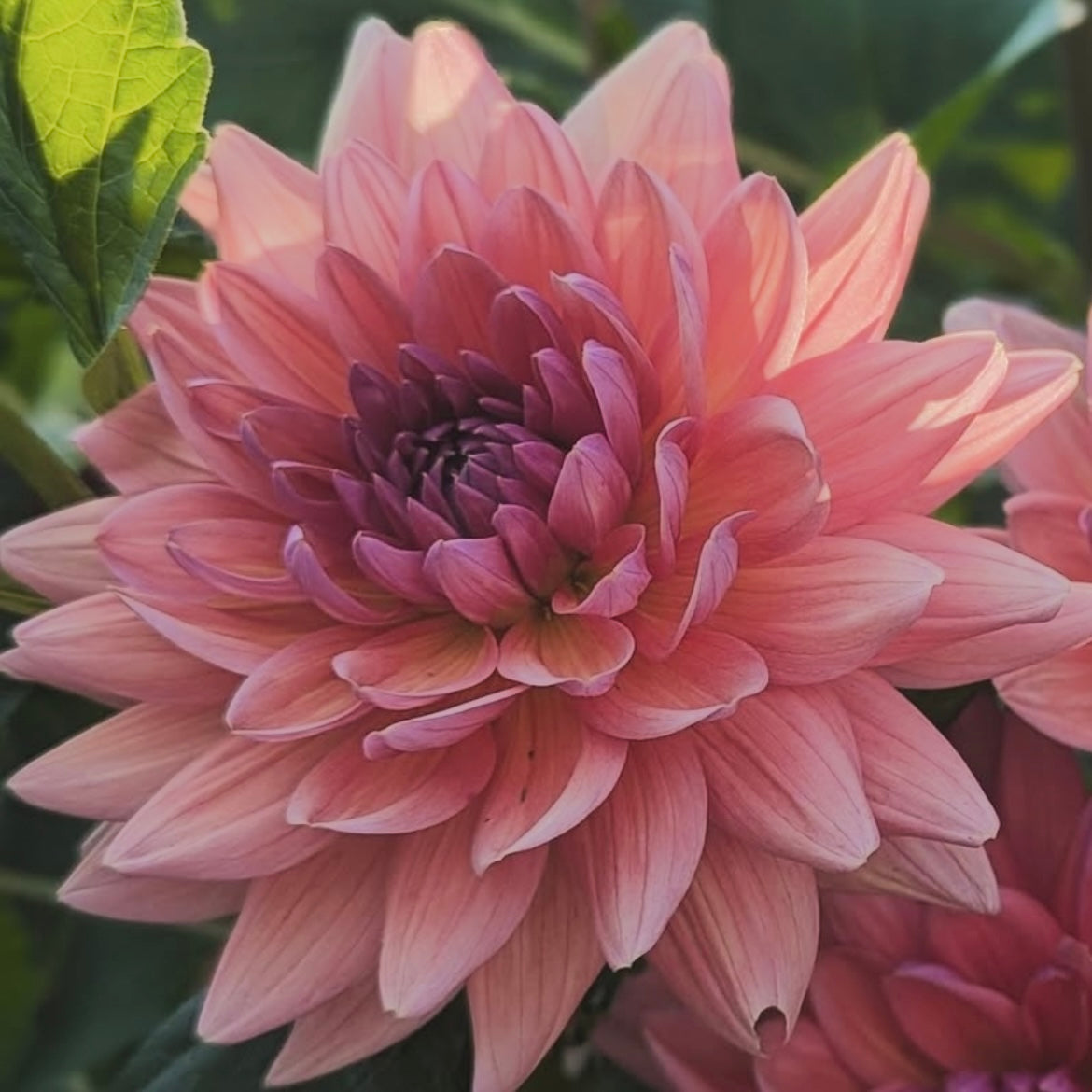 Dahlia 'Dutch Pearl' - Formal Decorative (1 tuber)
