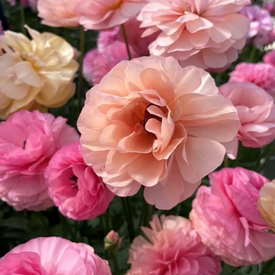 Ranunculus Elegance Pastello (102-14) - 10 Pack