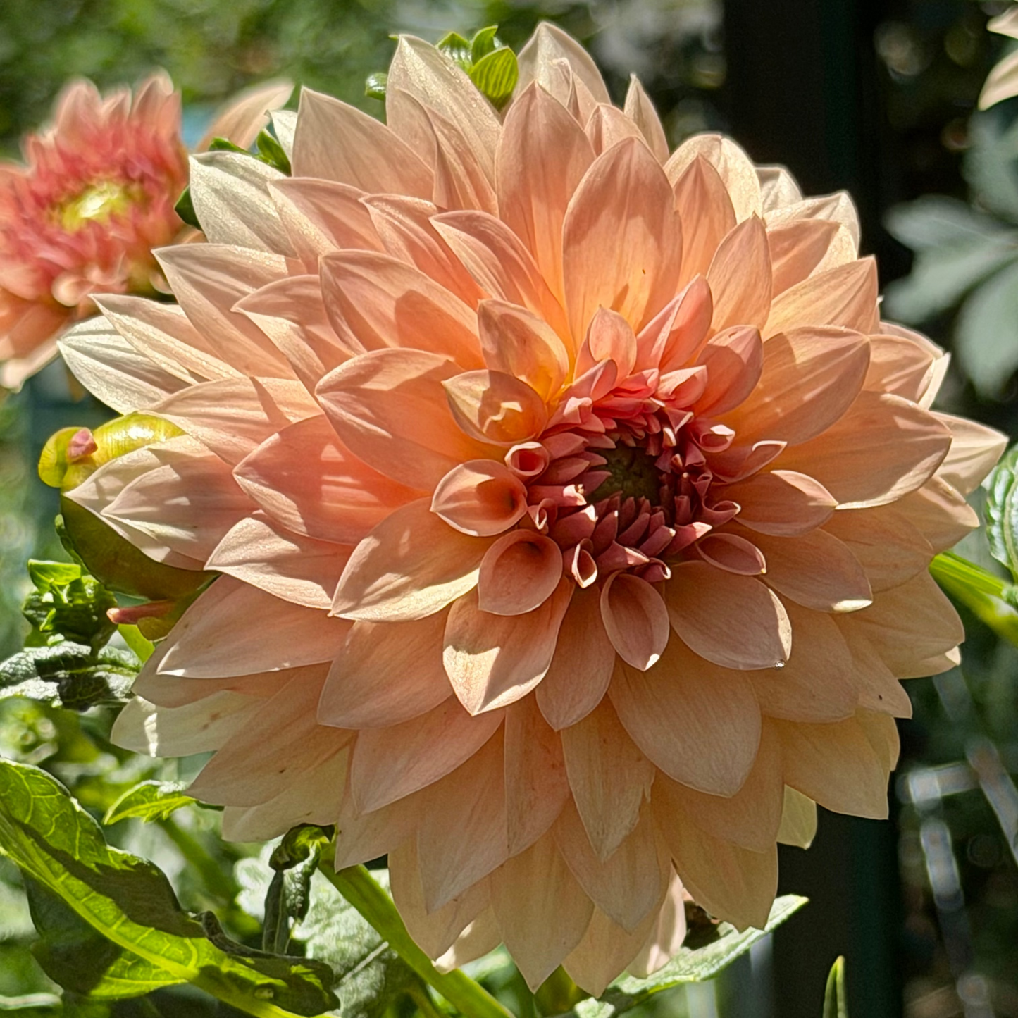 'RM Peachy Pink’ Dahlia Rooted Cutting