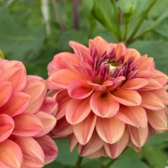 Ice Tea Dahlia