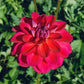 Dahlia 'Dazzle Me'