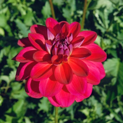 Dahlia 'Dazzle Me'