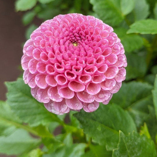 Dahlia 'Koko Puff'