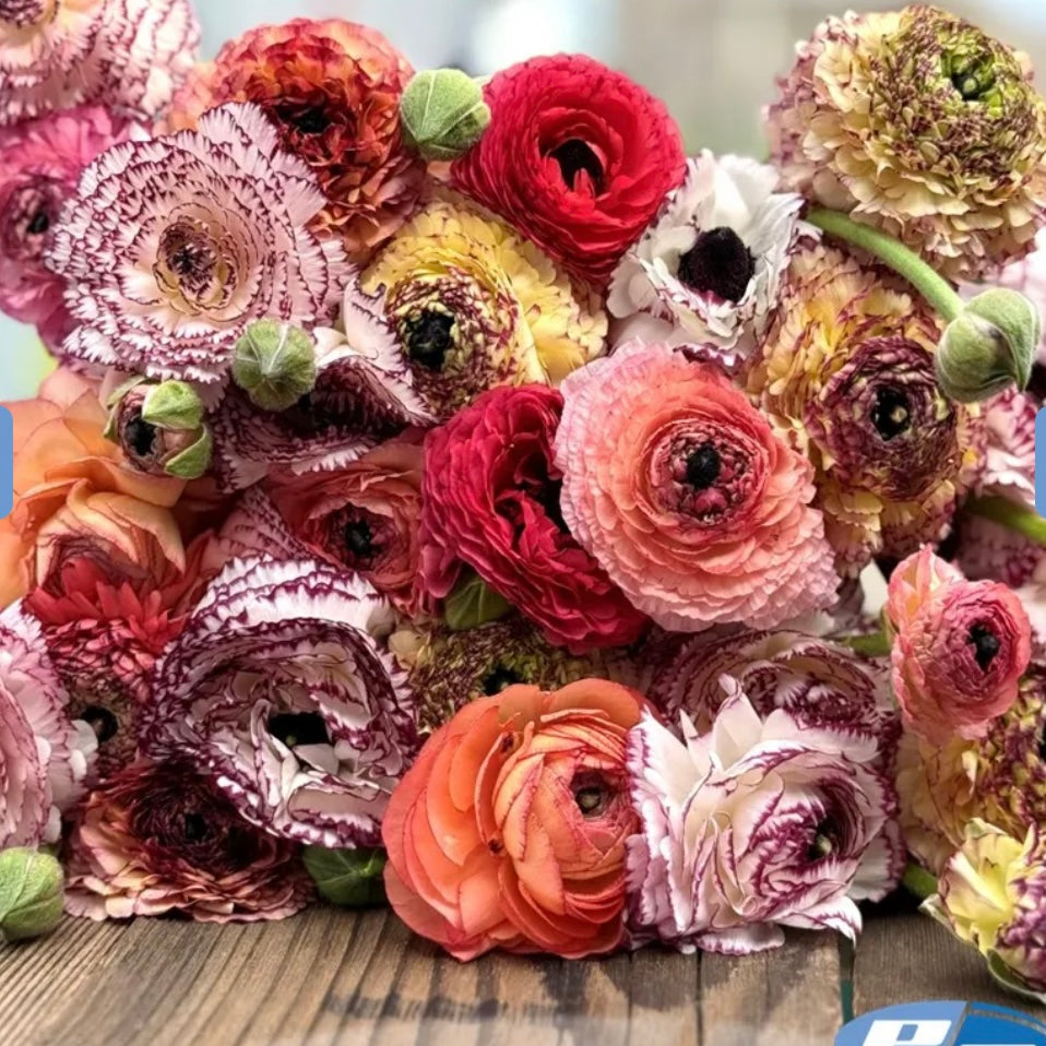 Ranunculus Elegance Pastello Striato - 10 Pack