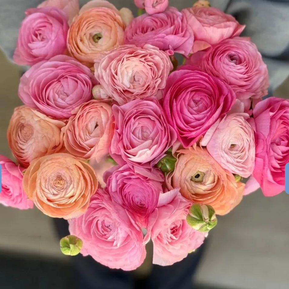 Ranunculus Elegance Pastello (102-14) - 10 Pack