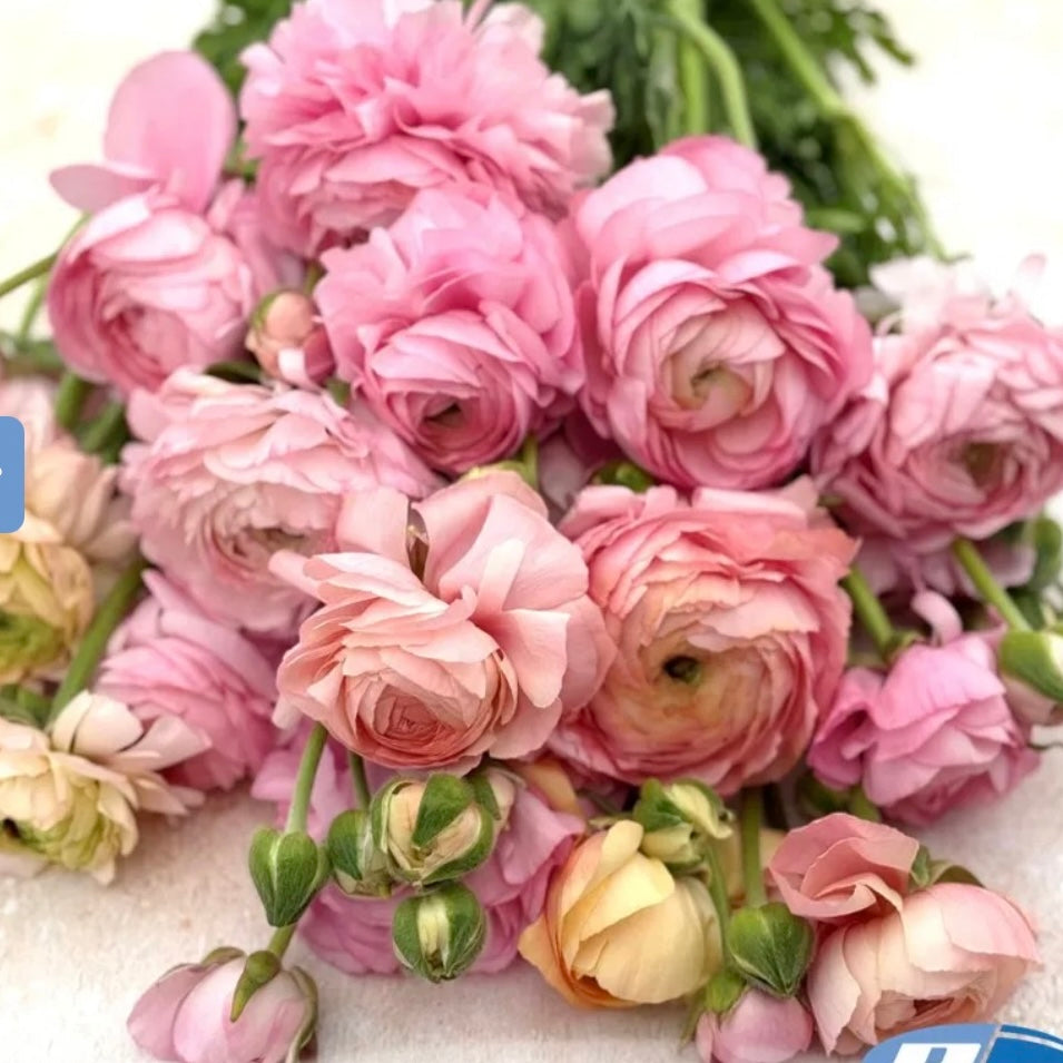 Ranunculus Elegance Pastello (127-00) - 10 Pack