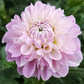 Dahlia 'Marionberry Milkshake'
