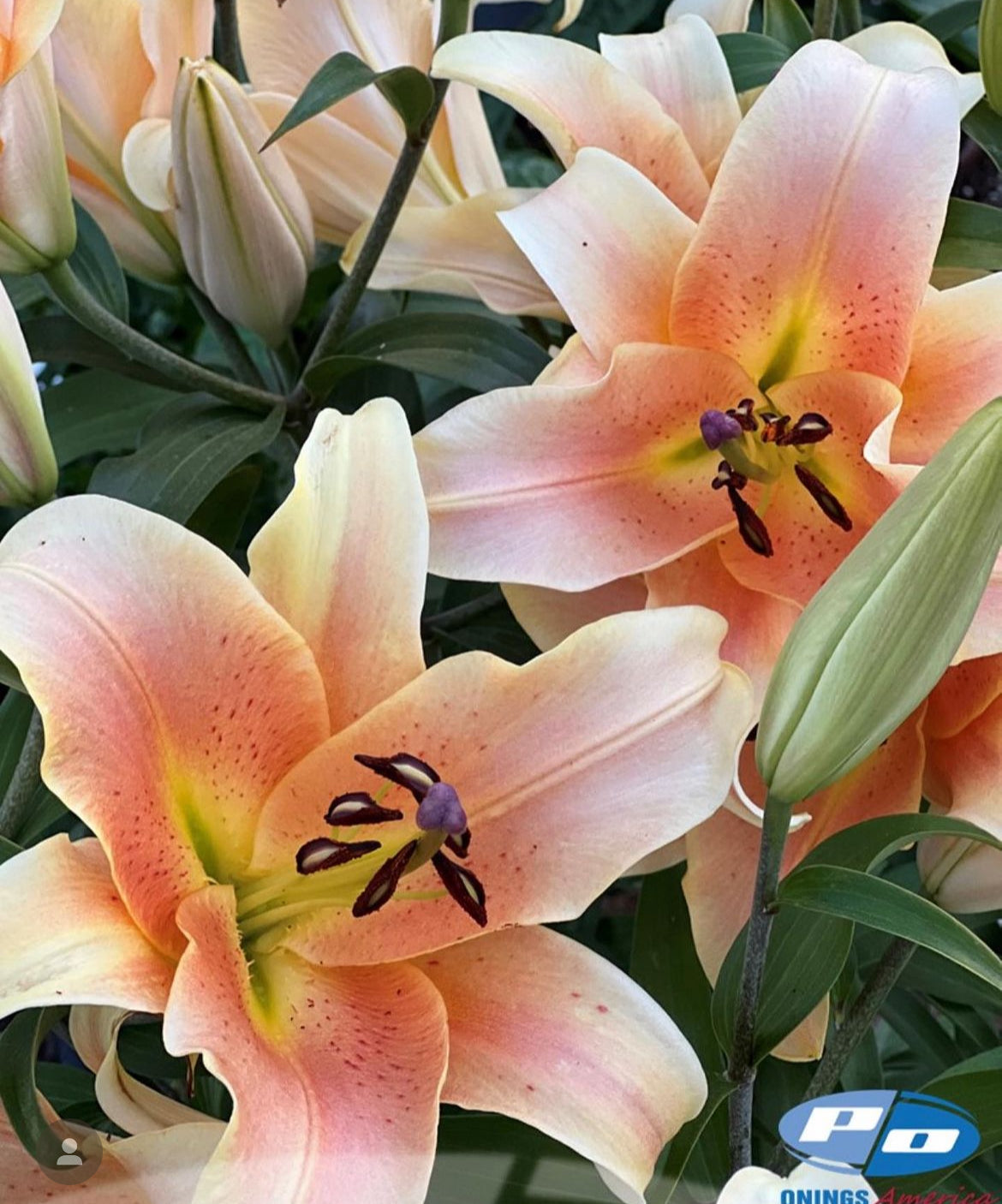 Zelmira OxT Lily Bulbs