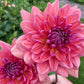 Dahlia 'Dutch Pearl'